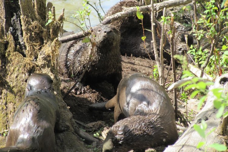 River Otters CZ Trail Crown Zellerbach Scappoose Bottoms scappoose columbia county northwest oregon