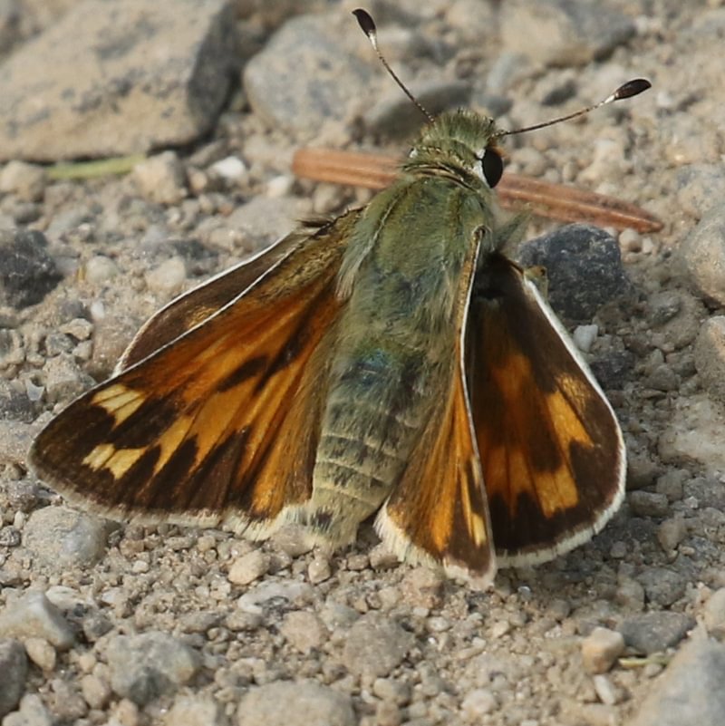 Juba Skipper Hesperia juba columbia county northwest oregon