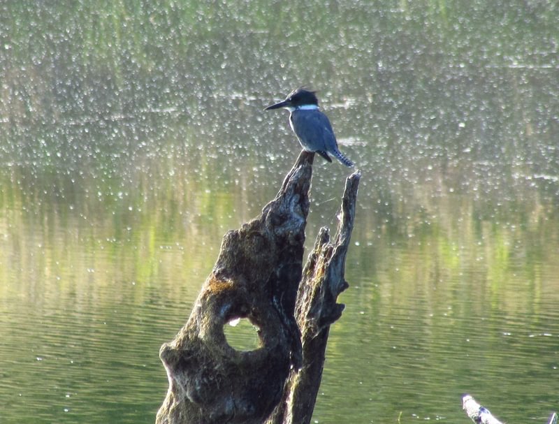 Belted Kingfisher Santosh Wildlife Area lake calportland scappoose honeyman road columbia county oregon