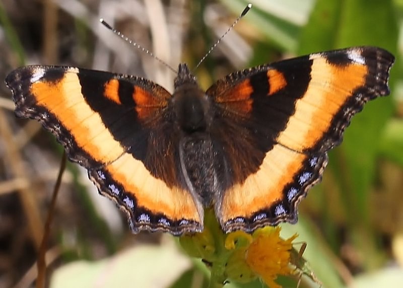 Milbert's Tortoiseshell Aglais milberti subpallida columbia county northwest oregon