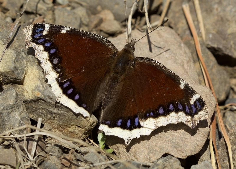Mourning Cloak Nymphalis antiopa columbia county northwest oregon