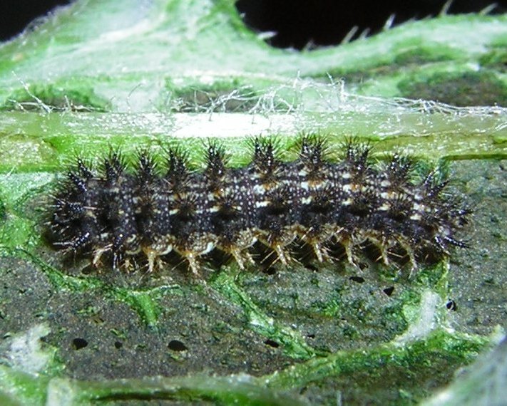 Mylitta Crescent Phyciodes mylitta larva caterpillar columbia county northwest oregon