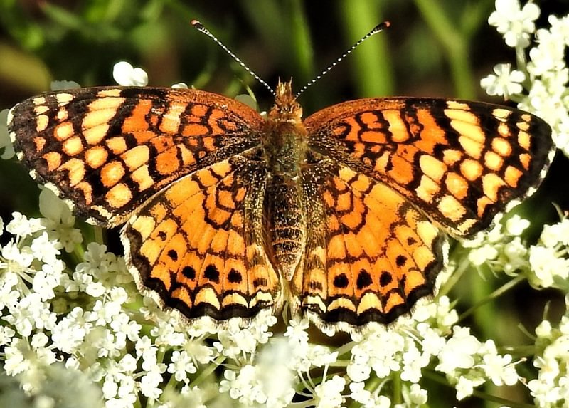 Mylitta Crescent Phyciodes mylitta columbia county northwest oregon