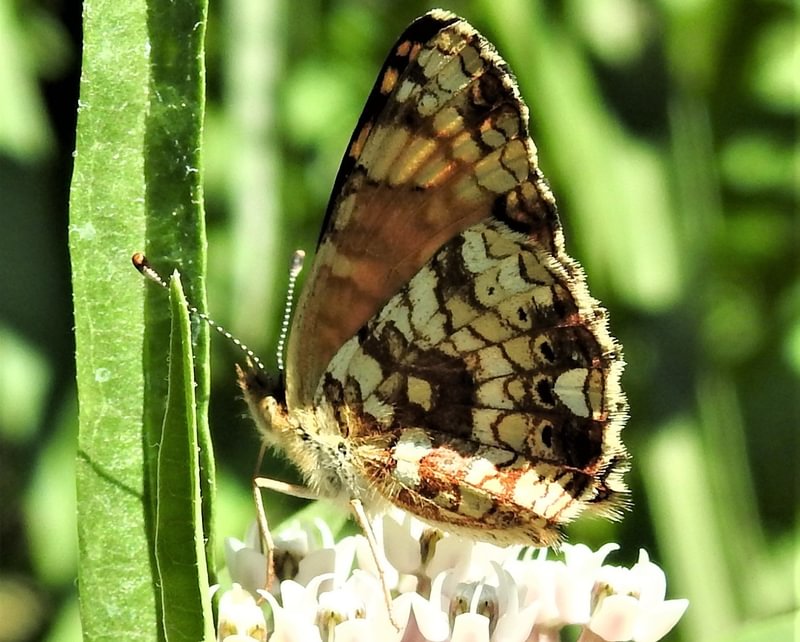 Mylitta Crescent Phyciodes mylitta columbia county northwest oregon