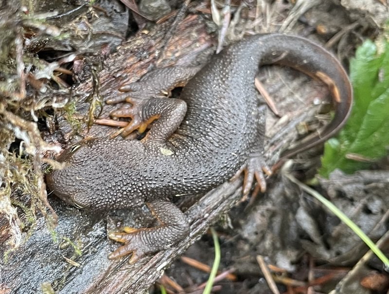 Rough-skinned Newt Taricha granulosa columbia county northwest oregon mist