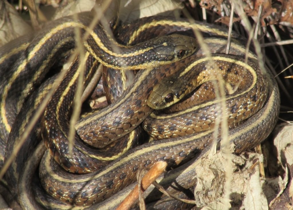 Northwestern Garter Snakes CZ Trail Crown Zellerbach Scappoose Bottoms scappoose columbia county northwest oregon