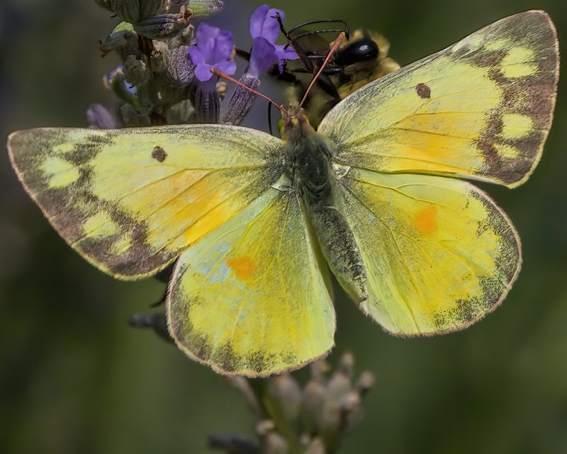 Orange Sulpher Alfalfa Sulpher Colias eurytheme columbia county northwest oregon