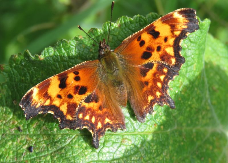 Oreas Comma Polygonia oreas columbia county northwest oregon