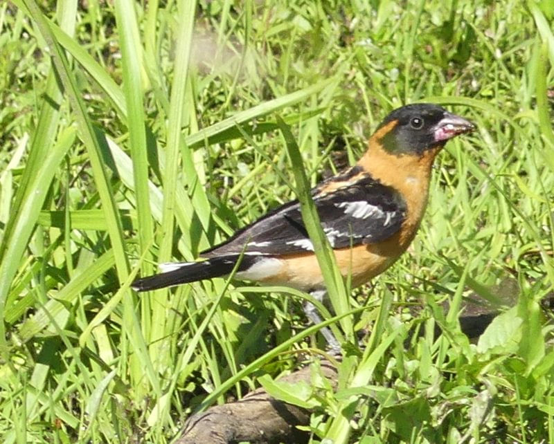 Black-headed Grosbeak CZ Trail Crown Zellerbach Scappoose Bottoms scappoose columbia county northwest oregon