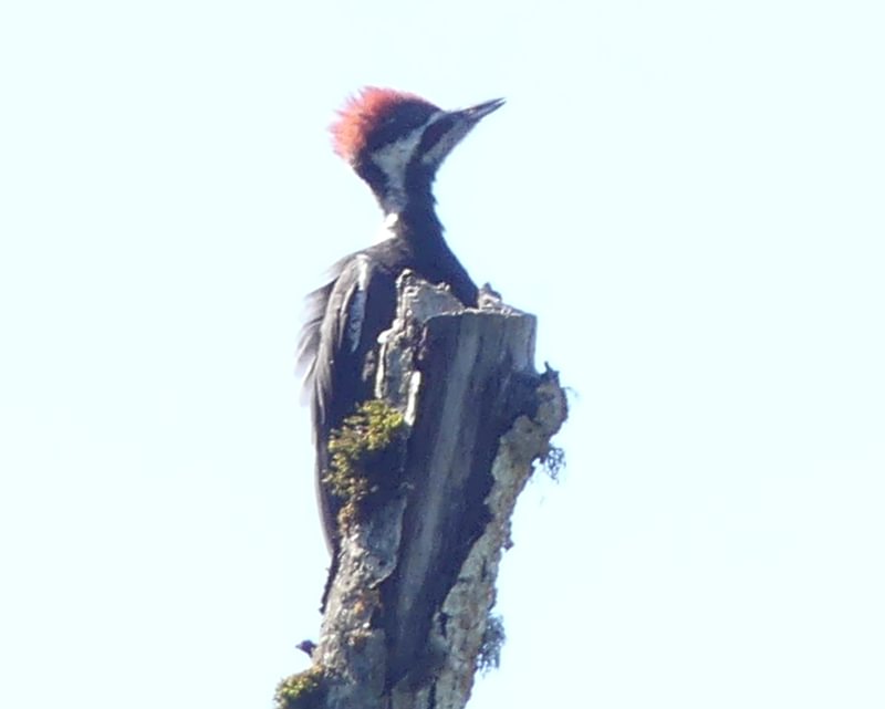 Pileated Woodpecker CZ Trail Crown Zellerbach Scappoose Bottoms scappoose columbia county northwest oregon