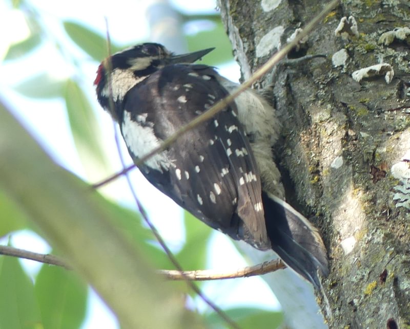 Hairy Woodpecker CZ Trail Crown Zellerbach Scappoose Bottoms scappoose columbia county northwest oregon