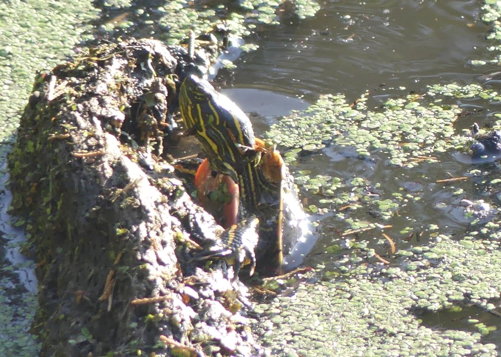 Western Painted Turtle CZ Trail Crown Zellerbach Scappoose Bottoms scappoose columbia county northwest oregon