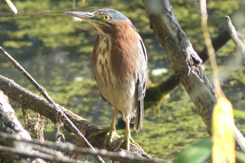 Green Heron CZ Trail Crown Zellerbach Scappoose Bottoms scappoose columbia county northwest oregon