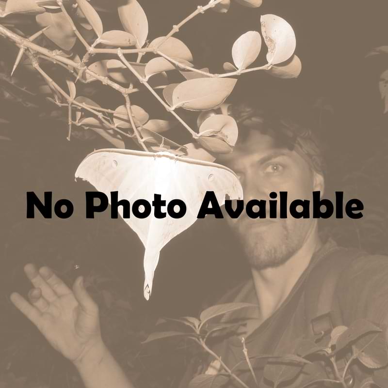No Photo Available jon hakim luna moth