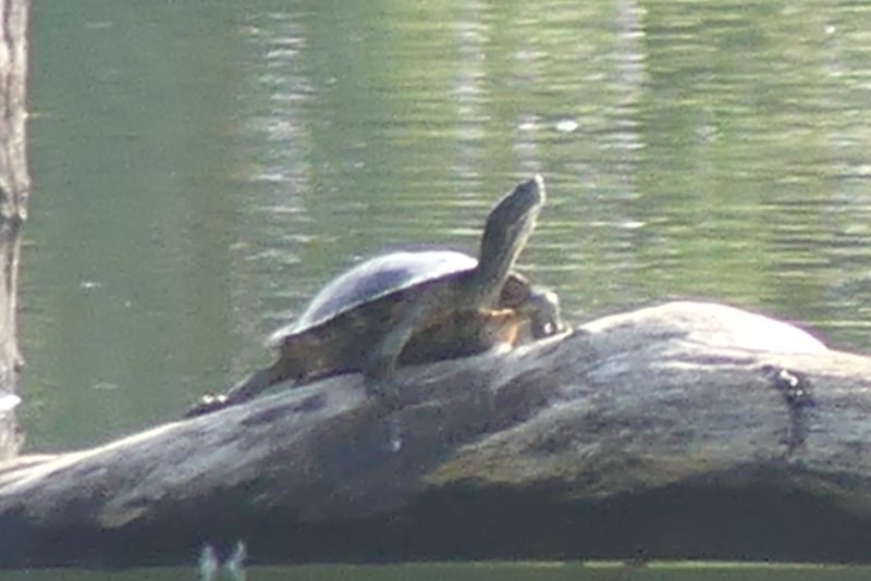 red-eared slider Santosh Wildlife Area lake calportland scappoose honeyman road columbia county oregon