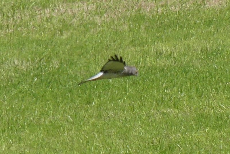 Northern Harrier Honeyman road birding dike road scappoose columbia county northwest oregon