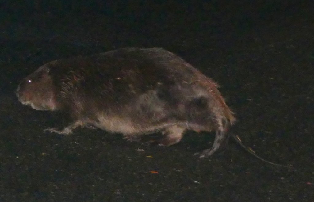 American Beaver Jon Hakim Cater Road Warren St. Helens oregon