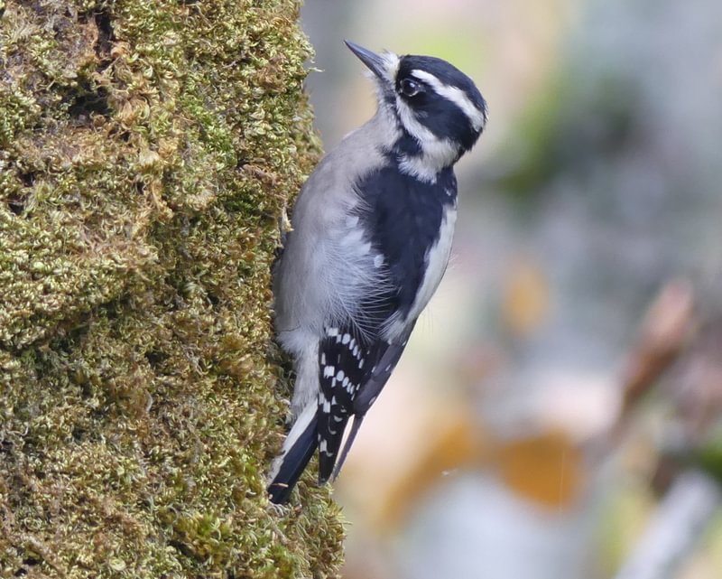 Downy Woodpecker CZ Trail Crown Zellerbach Scappoose Bottoms scappoose columbia county northwest oregon