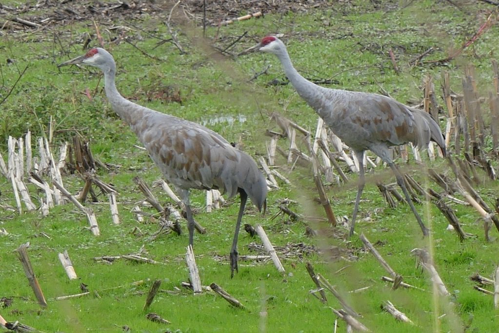 Sandhill Cranes CZ Trail Crown Zellerbach Scappoose Bottoms scappoose columbia county northwest oregon