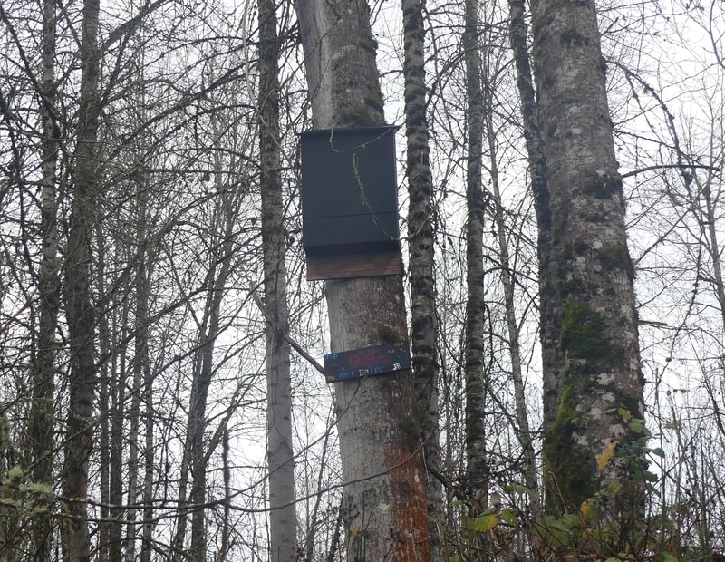 bat box scouting Santosh Wildlife Area lake calportland scappoose honeyman road columbia county oregon