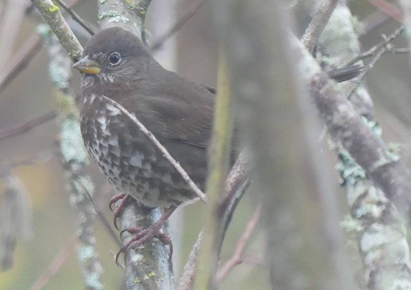 Fox Sparrow Santosh Wildlife Area lake calportland scappoose honeyman road columbia county oregon