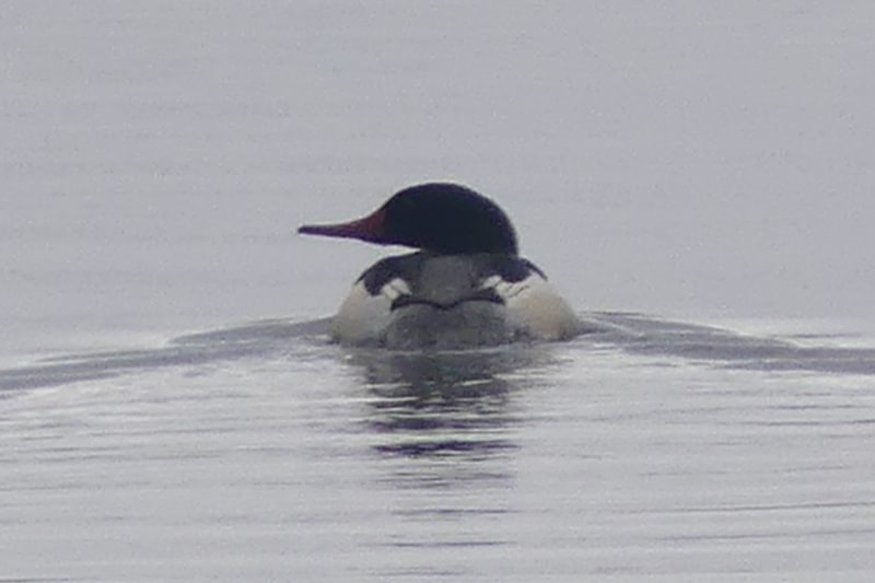 Common Merganser Santosh Wildlife Area lake calportland scappoose honeyman road columbia county oregon