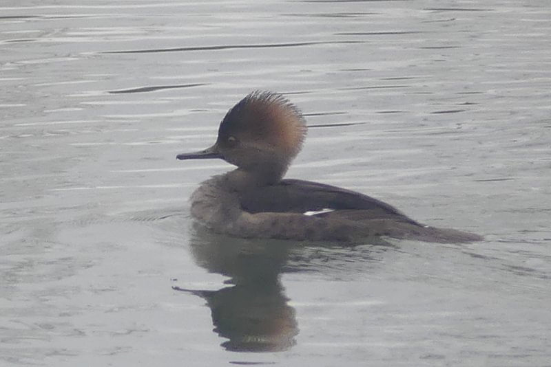 Hooded Merganser Santosh Wildlife Area lake calportland scappoose honeyman road columbia county oregon