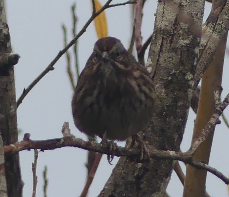 Song Sparrow Santosh Wildlife Area lake calportland scappoose honeyman road columbia county oregon
