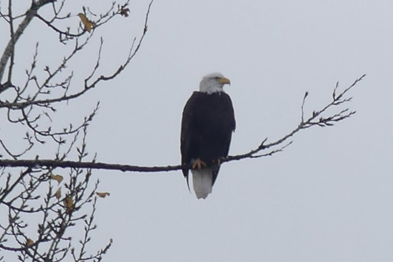 Bald Eagle Santosh Wildlife Area lake calportland scappoose honeyman road columbia county oregon