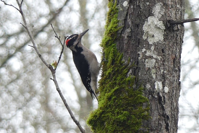 Hairy Woodpecker Santosh Wildlife Area lake calportland scappoose honeyman road columbia county oregon