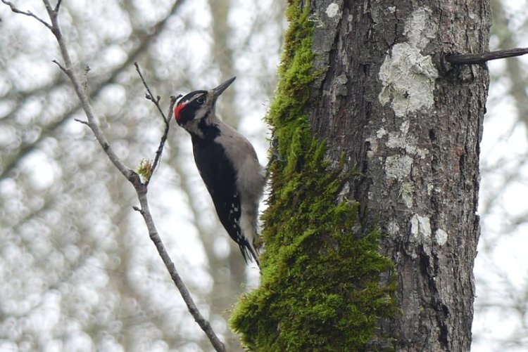 Hairy Woodpecker Santosh Wildlife Area lake calportland scappoose honeyman road columbia county oregon