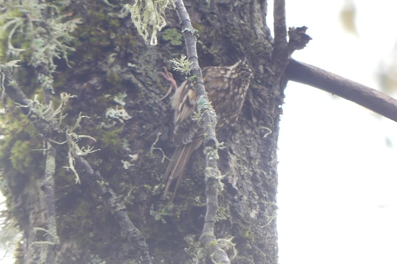 Brown Creeper Santosh Wildlife Area lake calportland scappoose honeyman road columbia county oregon