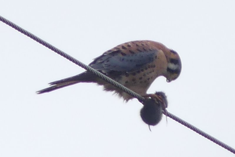 American Kestrel with vole Honeyman road birding dike road scappoose columbia county northwest oregon
