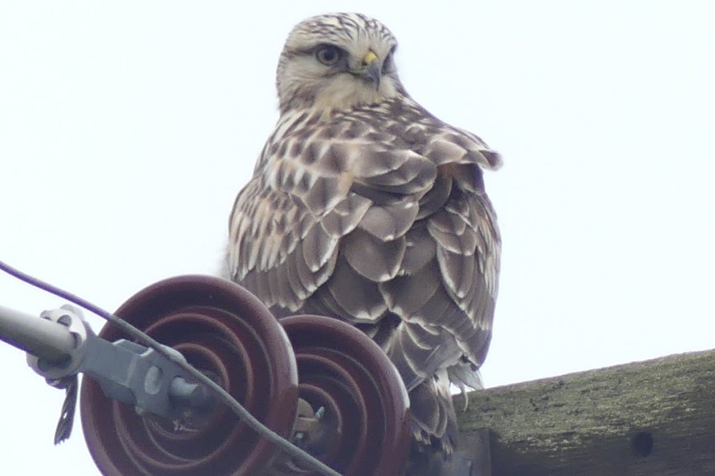 Rough-legged Hawk Honeyman road birding dike road scappoose columbia county northwest oregon
