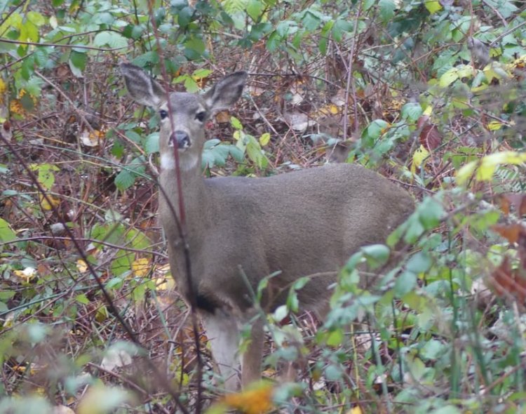 Columbia Black-tailed Deer Santosh Wildlife Area lake calportland scappoose honeyman road columbia county oregon
