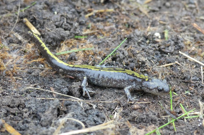 Western Long-toed Salamander Santosh Wildlife Area lake calportland scappoose honeyman road columbia county oregon