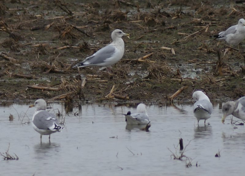 California Gull, Thayer's Gull, Glaucous-Winged Gull, Ring-billed Gull Honeyman road birding dike road scappoose columbia county northwest oregon