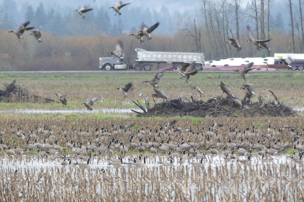 Cackling Geese Honeyman road birding dike road scappoose columbia county northwest oregon