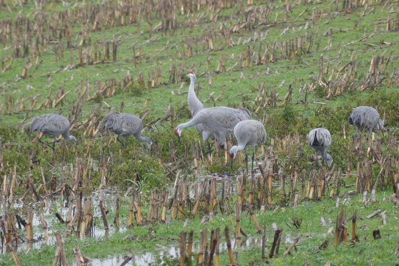 Sandhill Cranes Honeyman road birding dike road scappoose columbia county northwest oregon