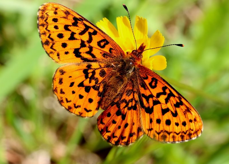 Pacific Fritillary Boloria epithore chermocki Western Meadow Fritillary columbia county northwest oregon