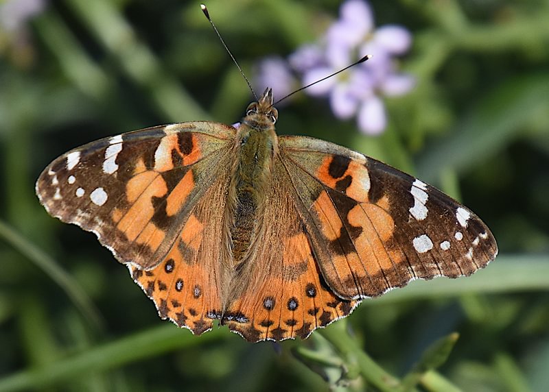 Painted Lady Vanessa cardui columbia county northwest oregon