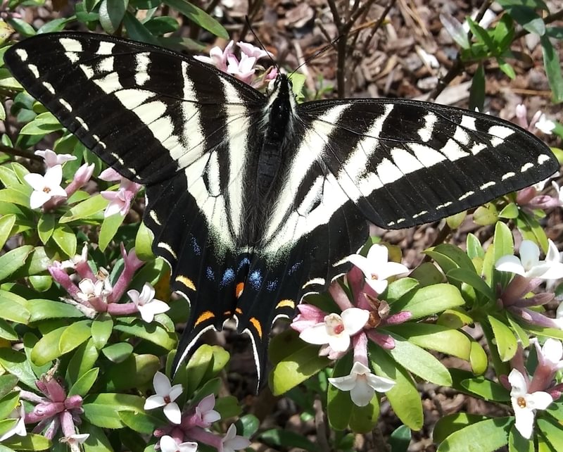 Pale Swallowtail Papilio eurymedon columbia county northwest oregon