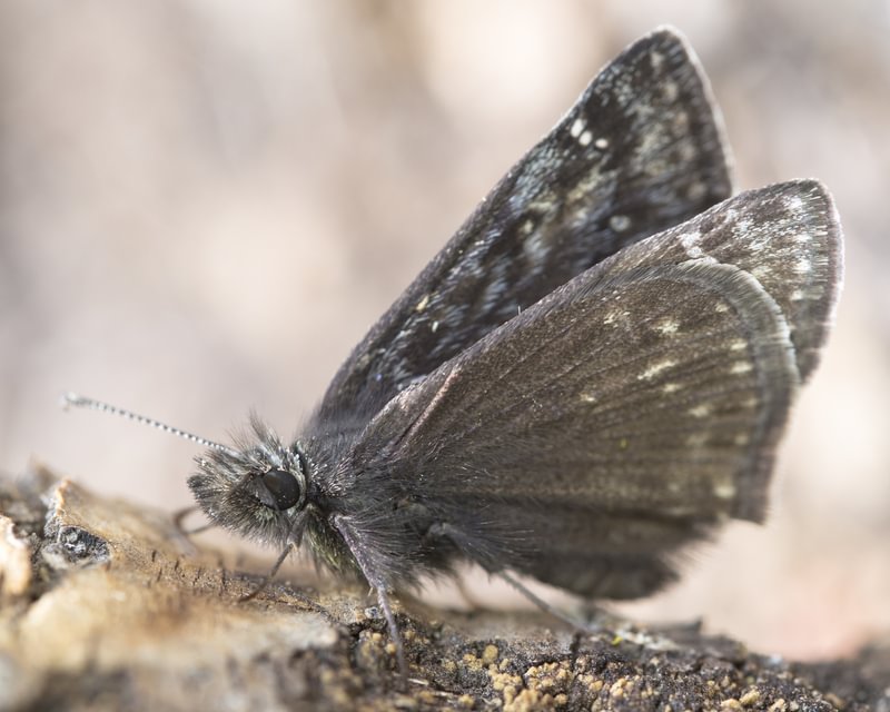 Persius Duskywing Erynnis persius columbia county northwest oregon
