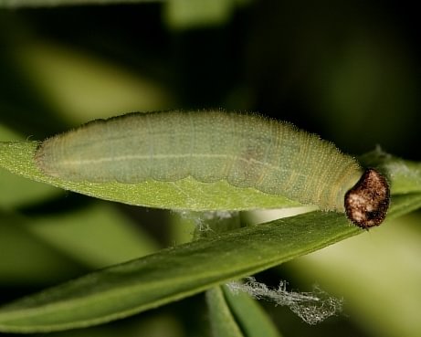 Persius Duskywing Erynnis persius lupinus thermopsis lotus nevadensis columbia county northwest oregon