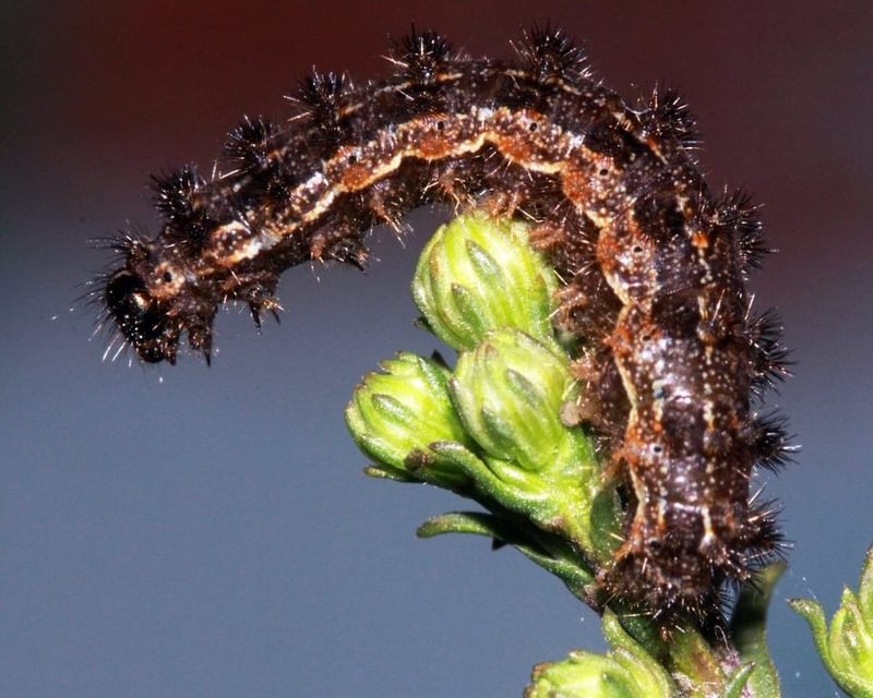 Field Crescent Phyciodes pulchella pulchella columbia county northwest oregon