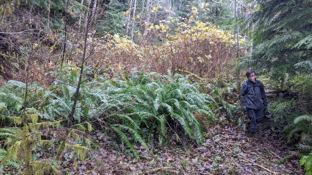 logging road to Big Spring, Mist columbia county oregon