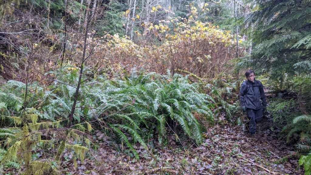 logging road to Big Spring, Mist columbia county oregon