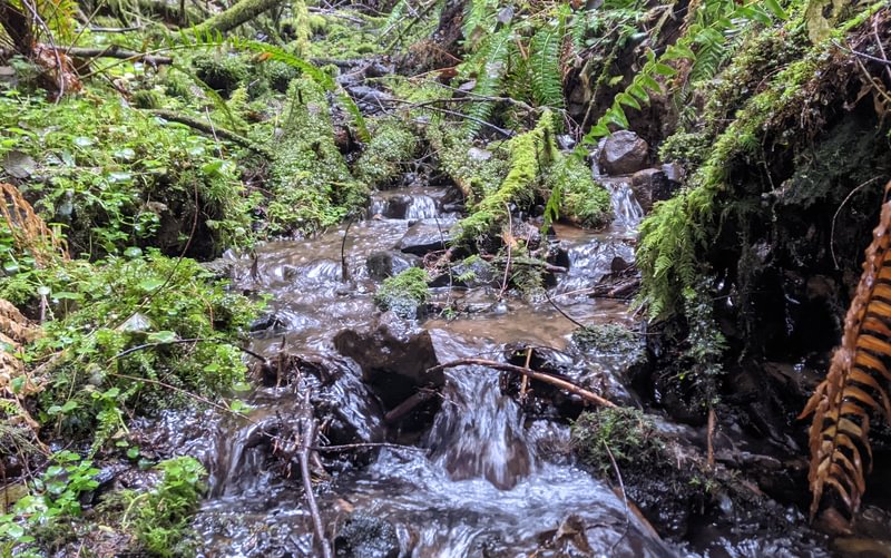 stream mist columbia county northwest oregon