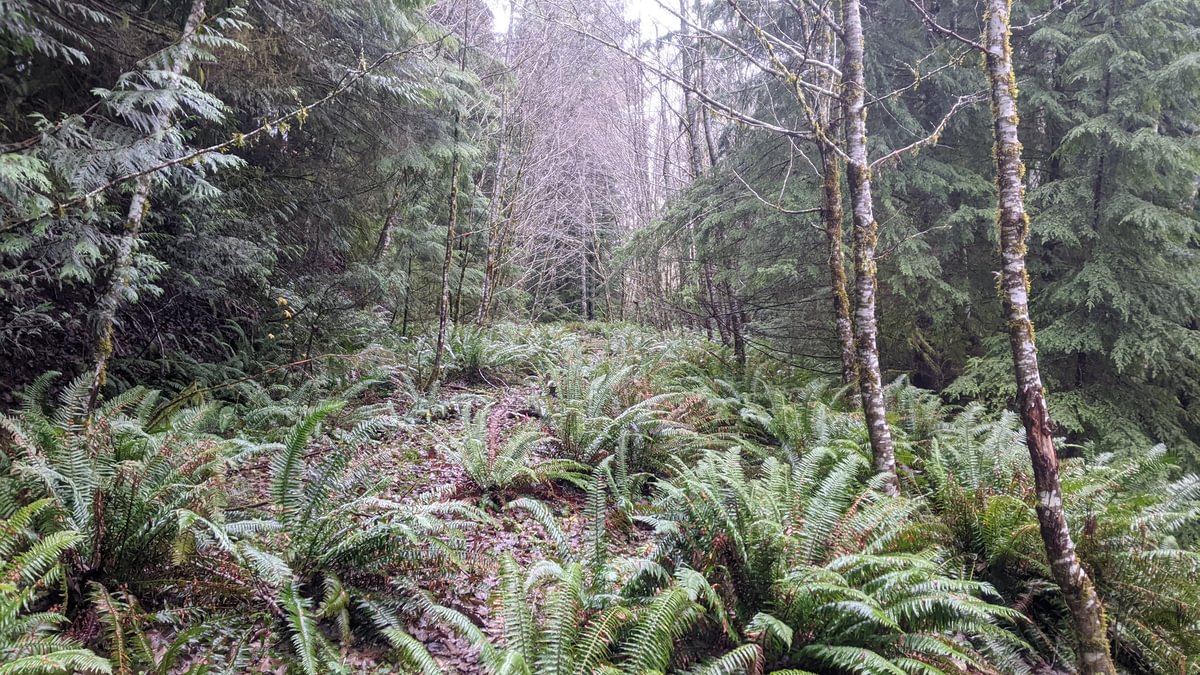 logging road to Big Spring, Mist columbia county oregon