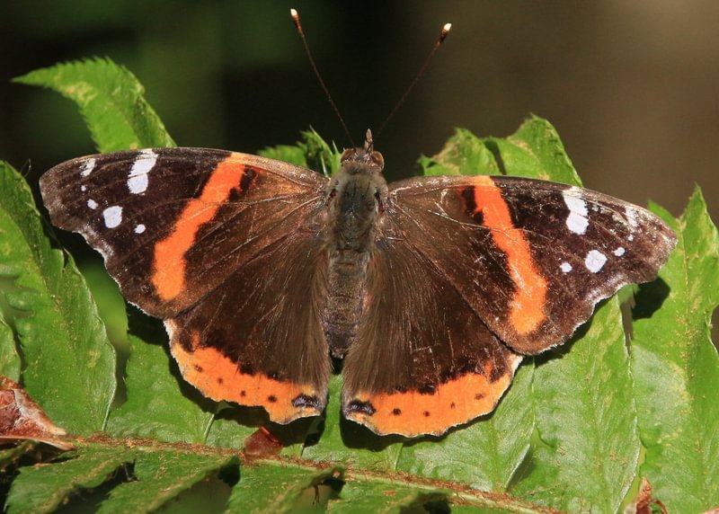 Red Admiral Vanessa atalanta columbia county northwest oregon